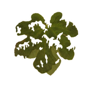 Fb mit Camouflage 50x50 cm